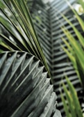 Close-up of tropical leaves with subtle botanical textures overlaying a natural wood surface.