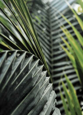 Close-up of tropical leaves with subtle botanical textures overlaying a natural wood surface.