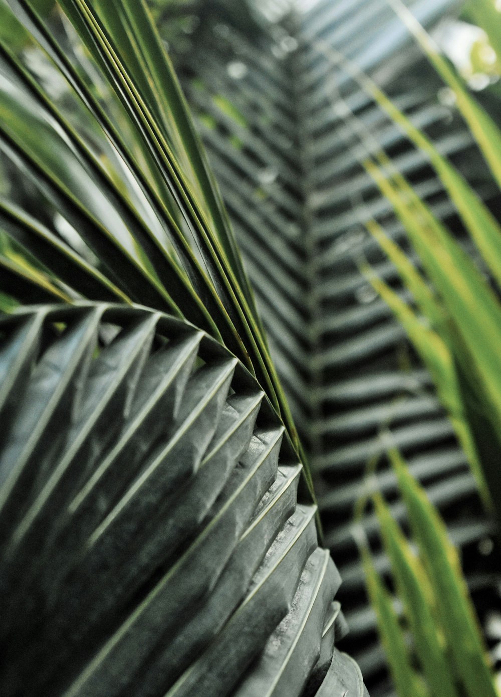 green palm tree