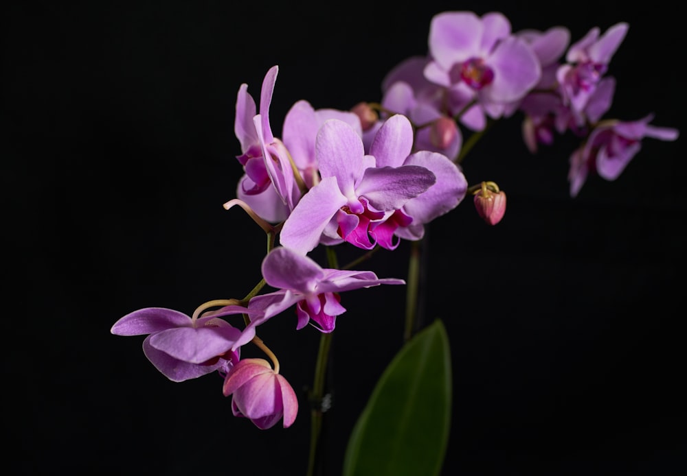 pink petaled flowers