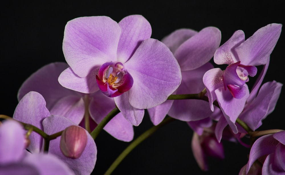 Foto di messa a fuoco selettiva dei fiori di orchidea falena viola