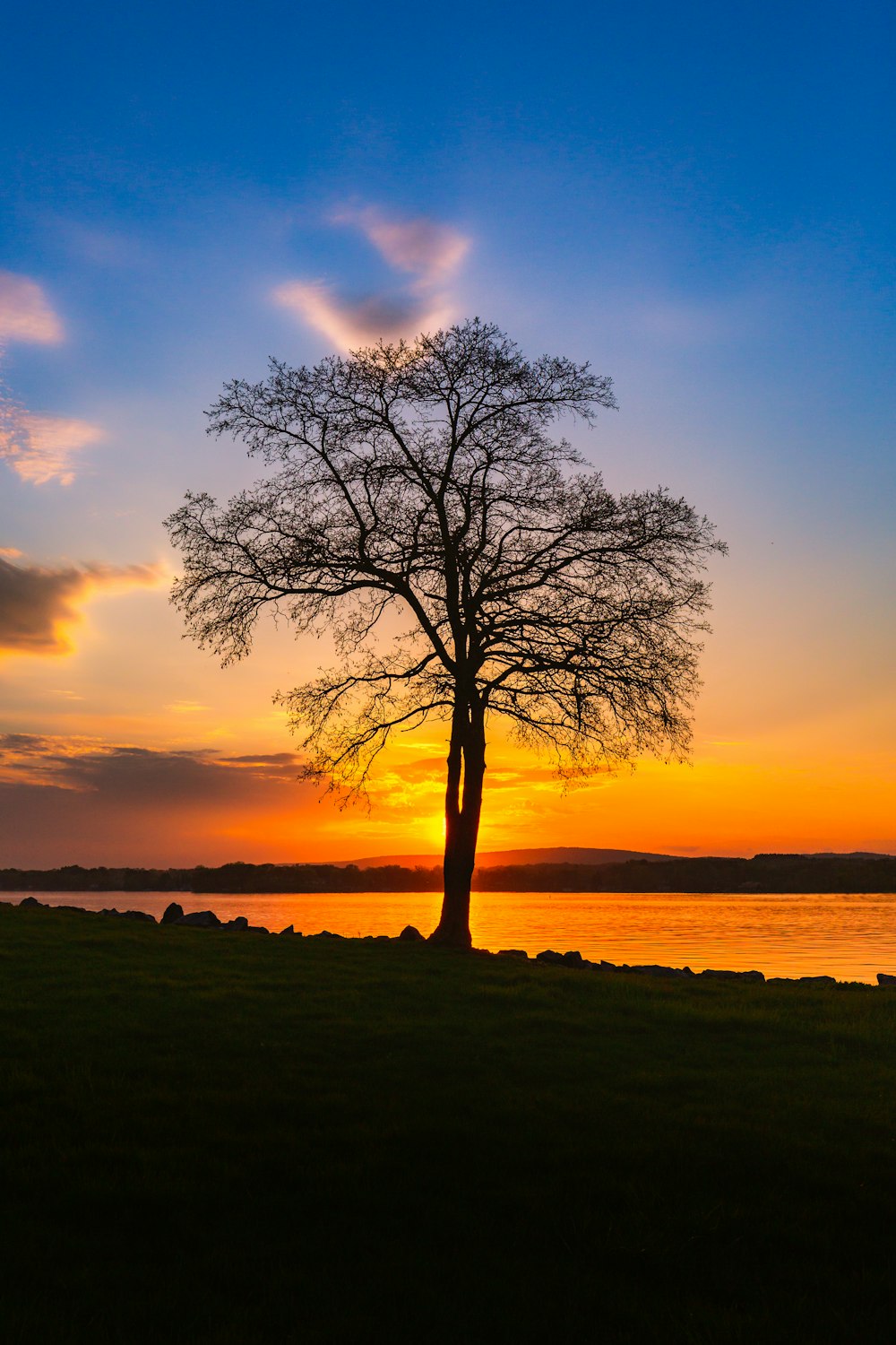 bare tree near body of water