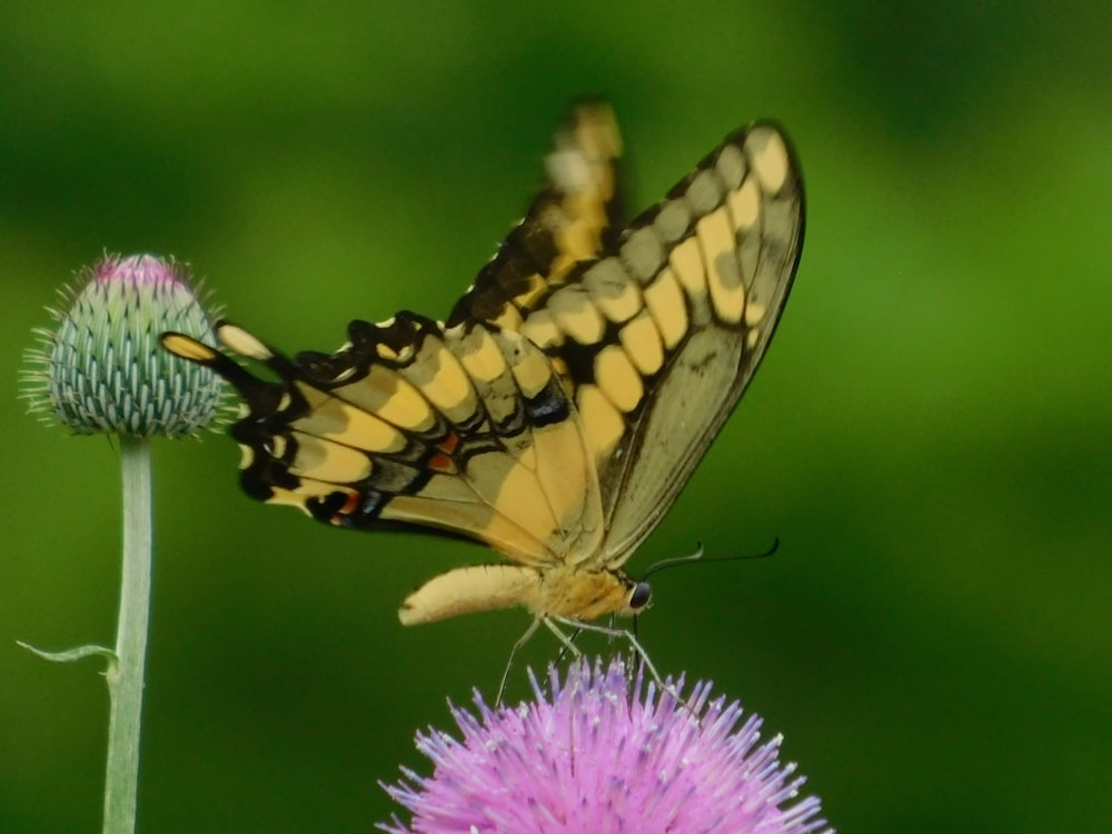 macro photography of black and yellow butterfly