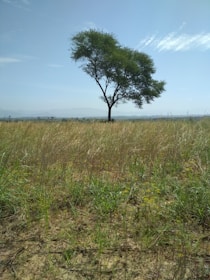 green trees surrounded with green grass field during daytime