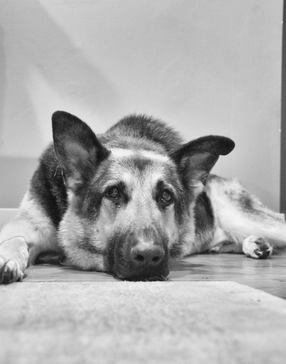 grayscale photography of adult German shepherd