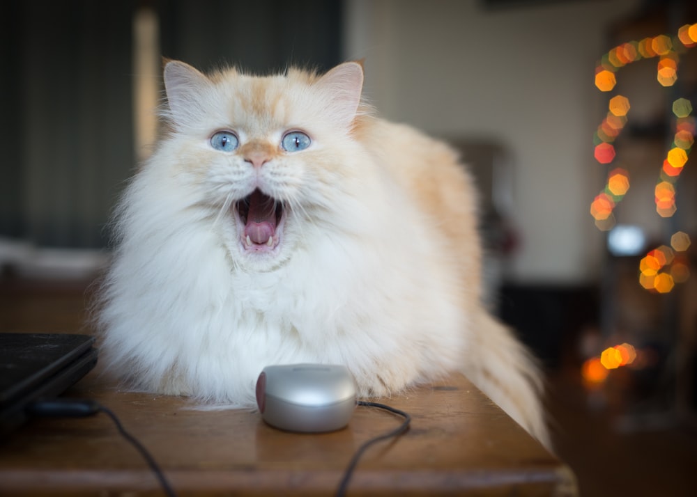 gatto bianco vicino al computer portatile ed al mouse