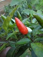 A close-up of a vibrant red chili pepper surrounded by lush green leaves. The pepper is elongated and glossy, indicating freshness and ripeness. The background is slightly blurred, emphasizing the chili and its surrounding foliage.