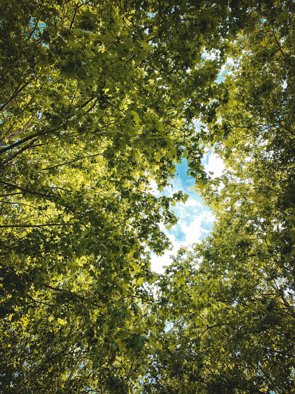 view of trees