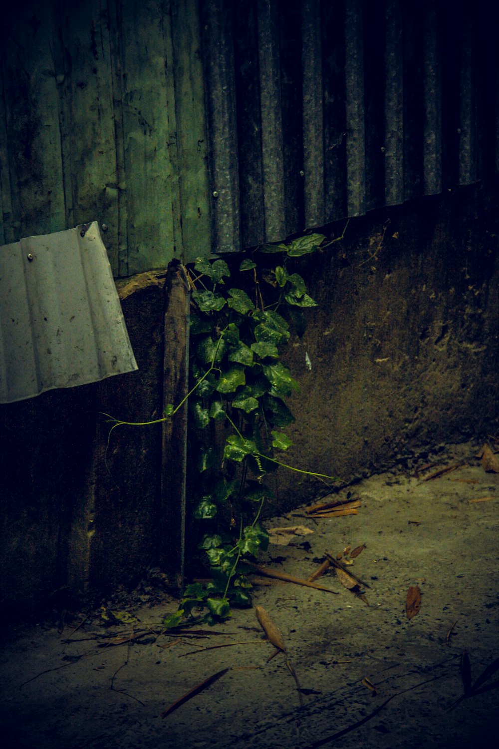 green-leafed plants