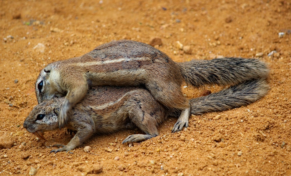 two brown squierrels