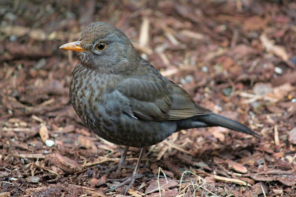 地面に灰色と茶色の小さなくちばしのある鳥