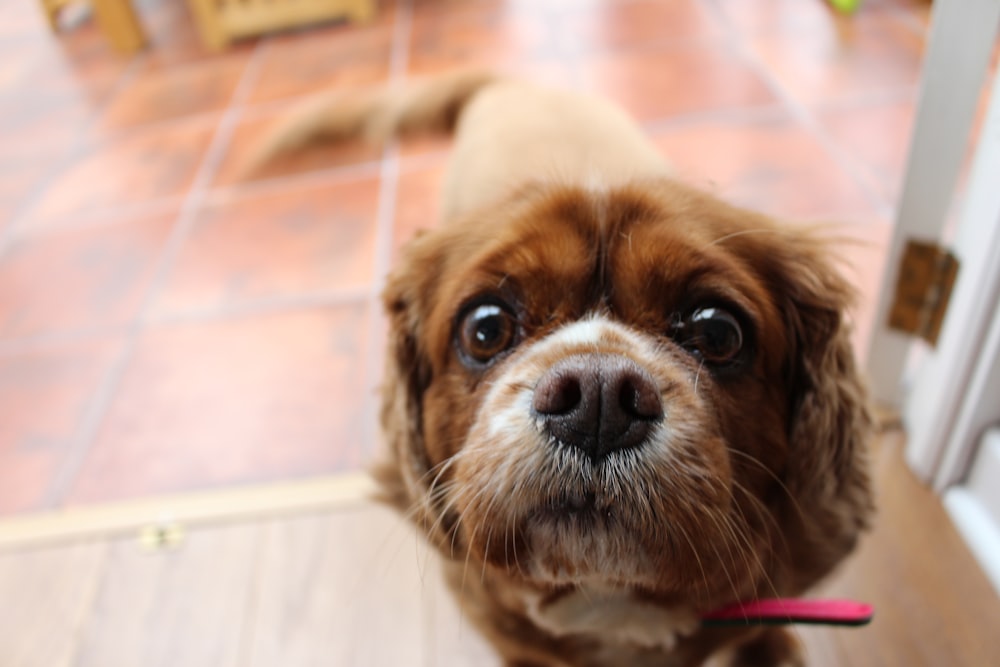 brown short coated puppy