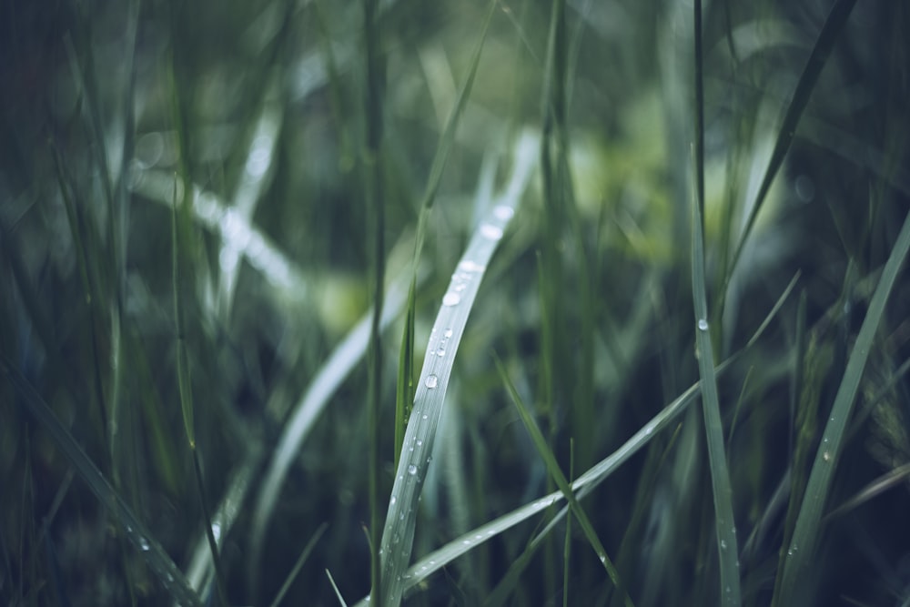 closeup photography of green grass