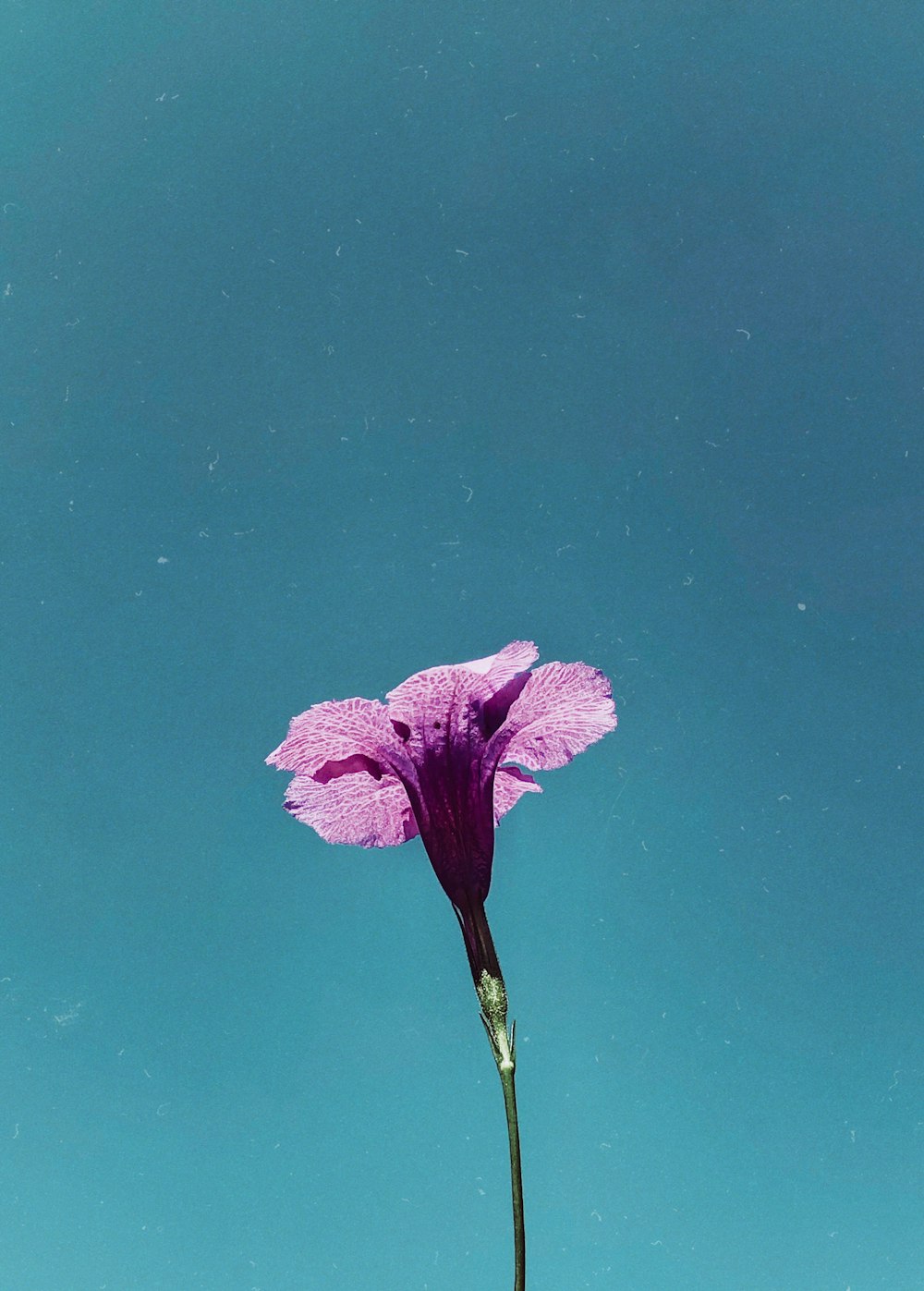 blooming purple petaled flower