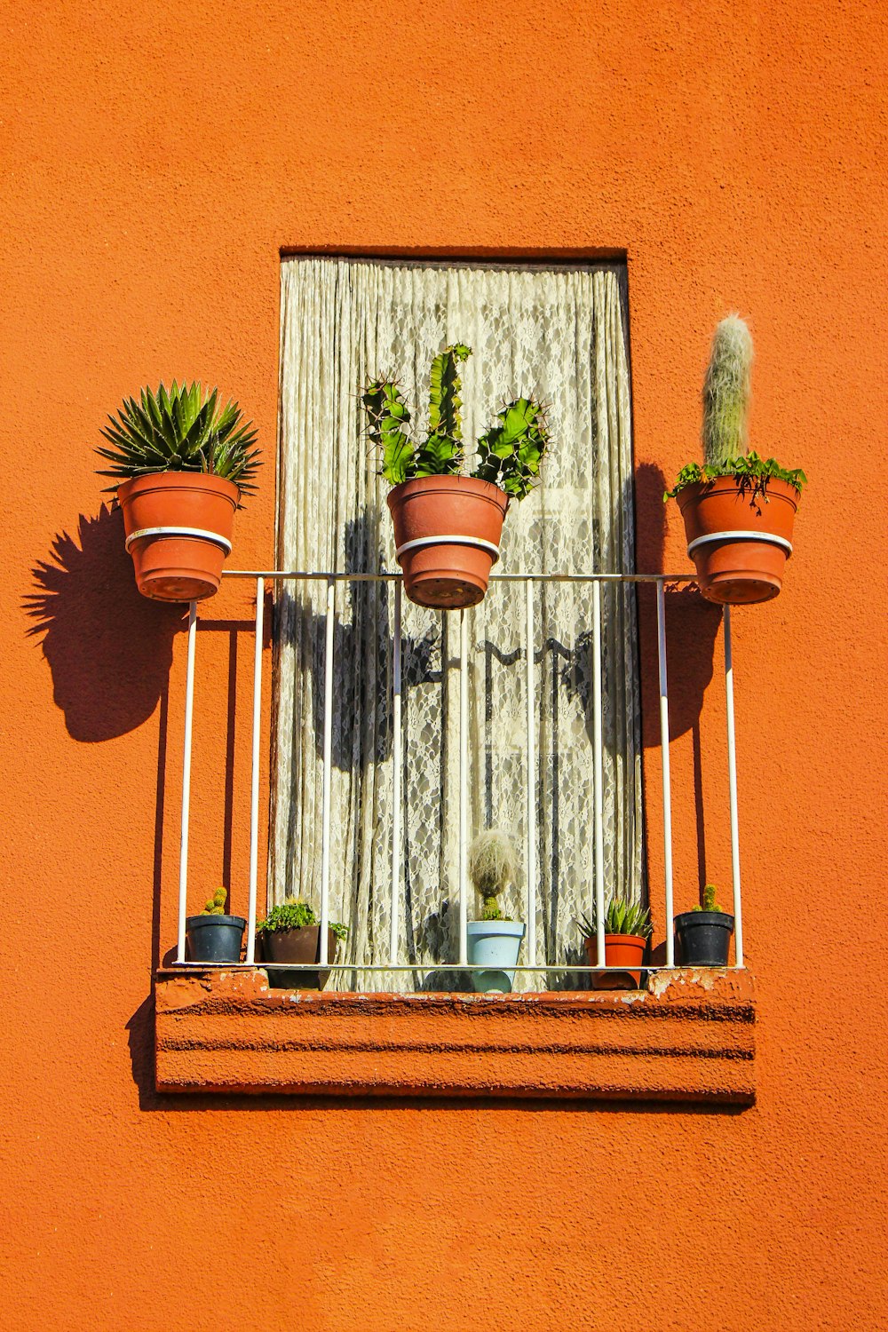 three cacti