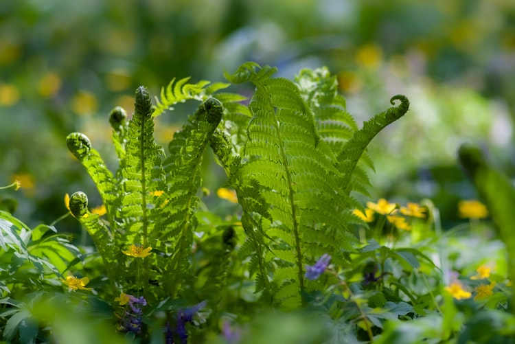 Young ferns unfurling in the sunlight, with violets and buttercups around them