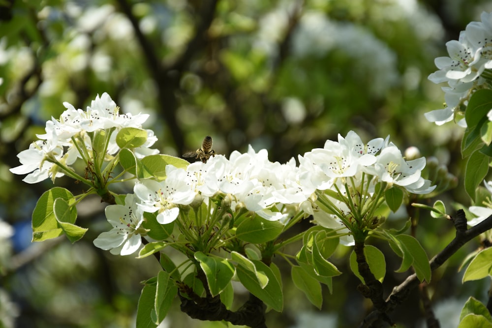 white-petaled flower