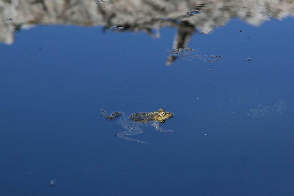 frog in body of water