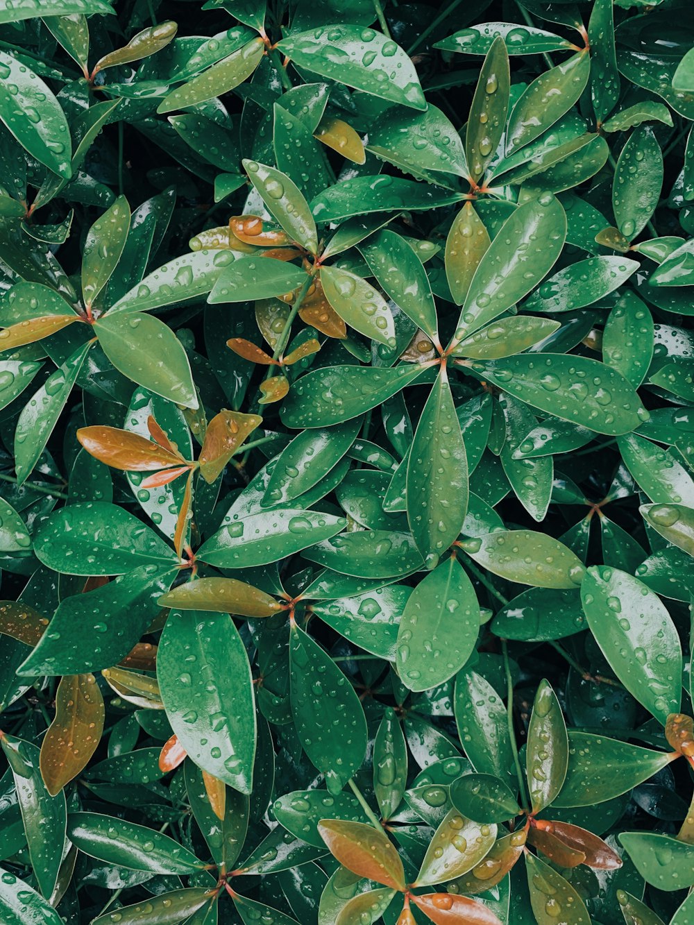 green leafed lpant