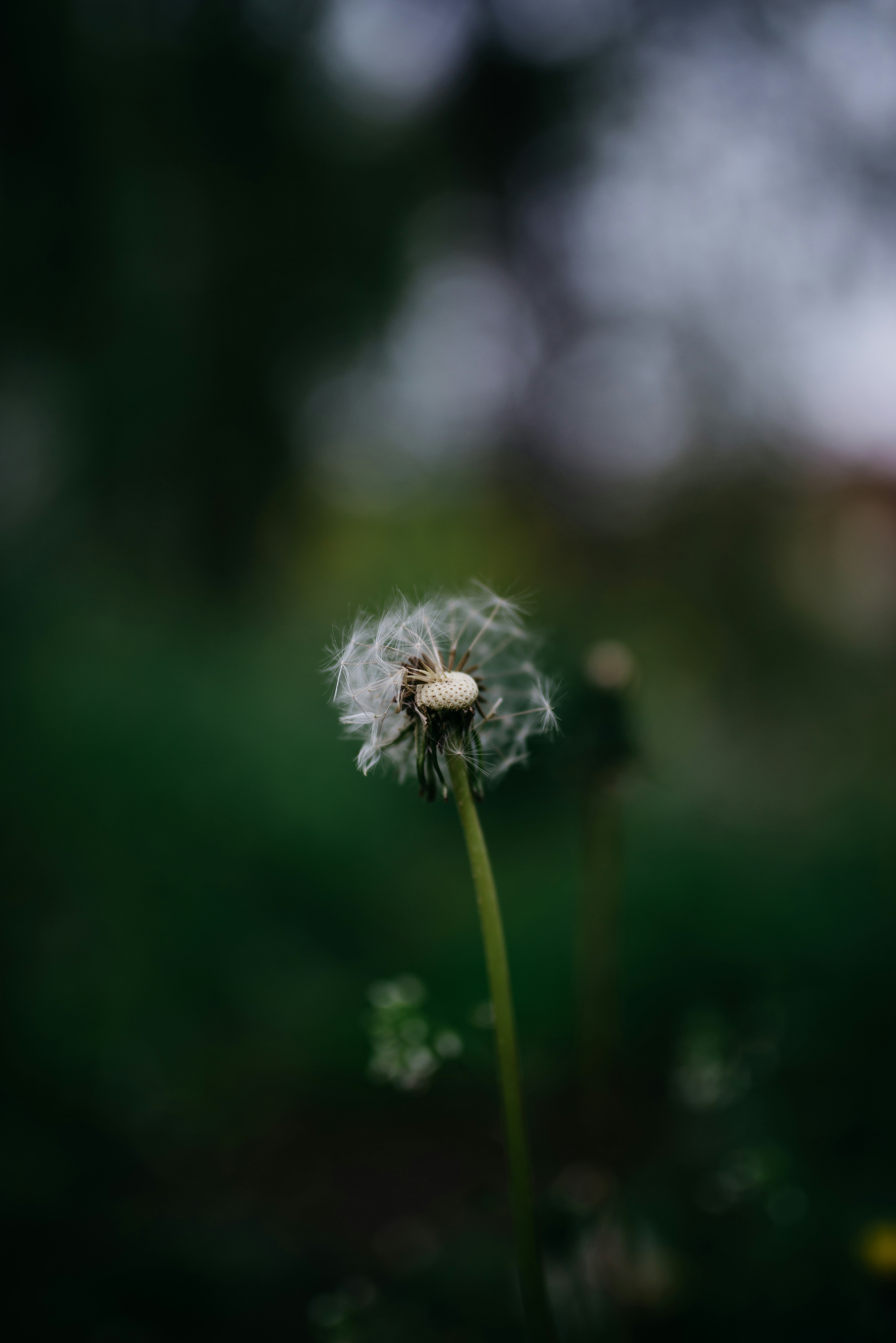 Photo by barnikakovacs