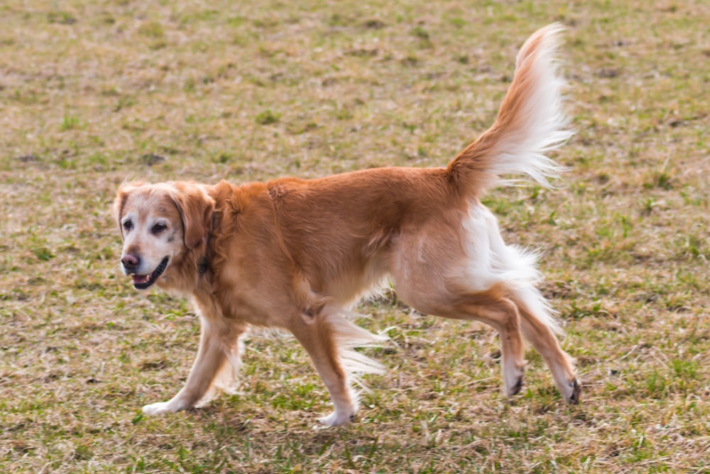 golden retriever walking on grass