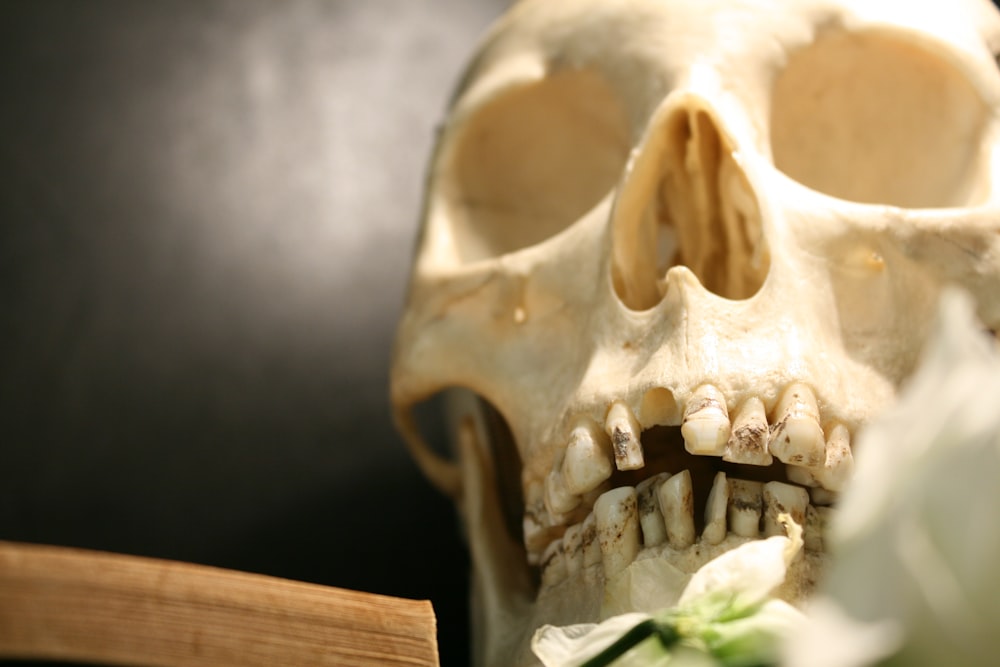 Human Skull Close Up Photography Photo Free Jaw Image On Unsplash