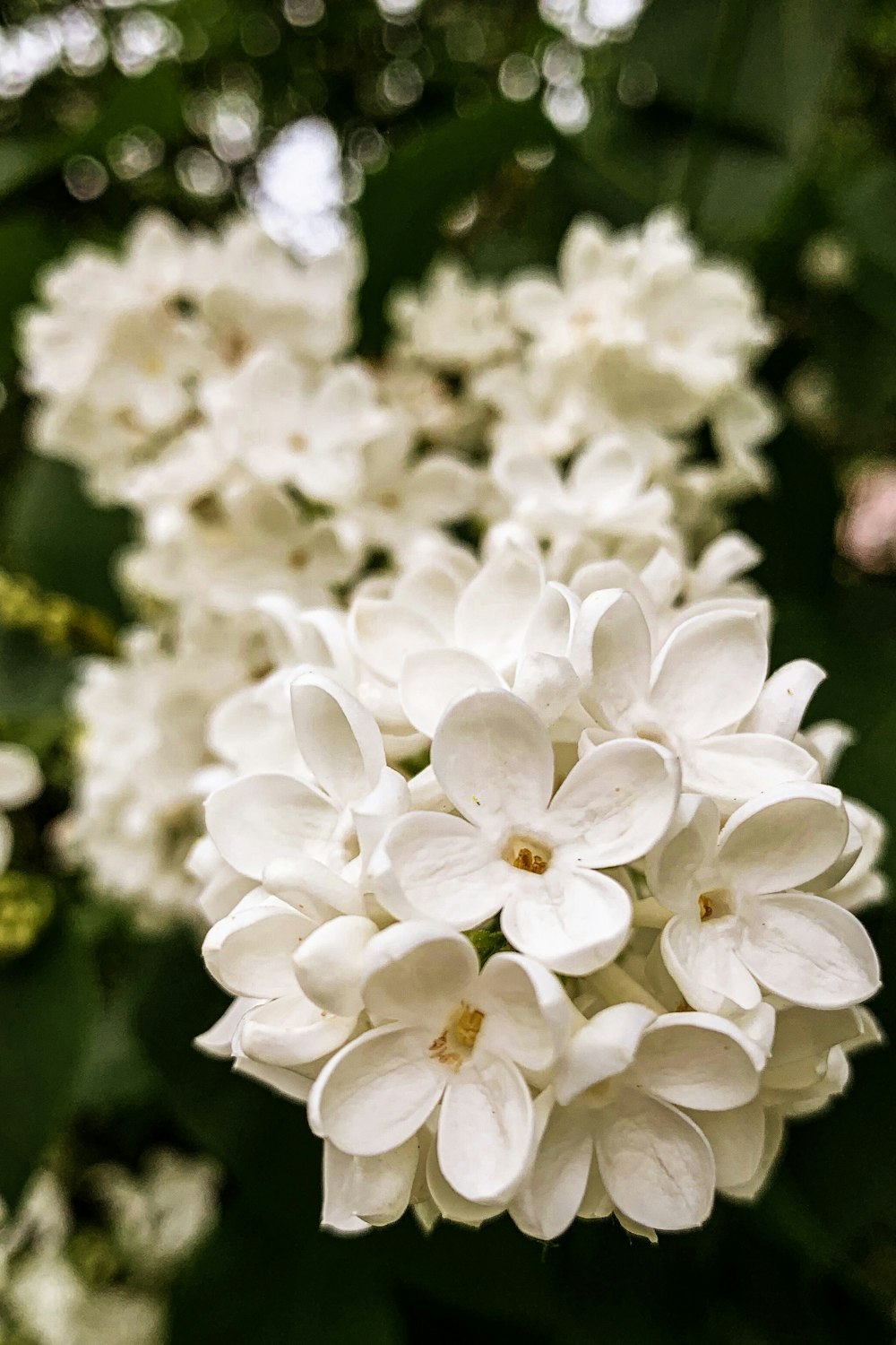 white petaled flower