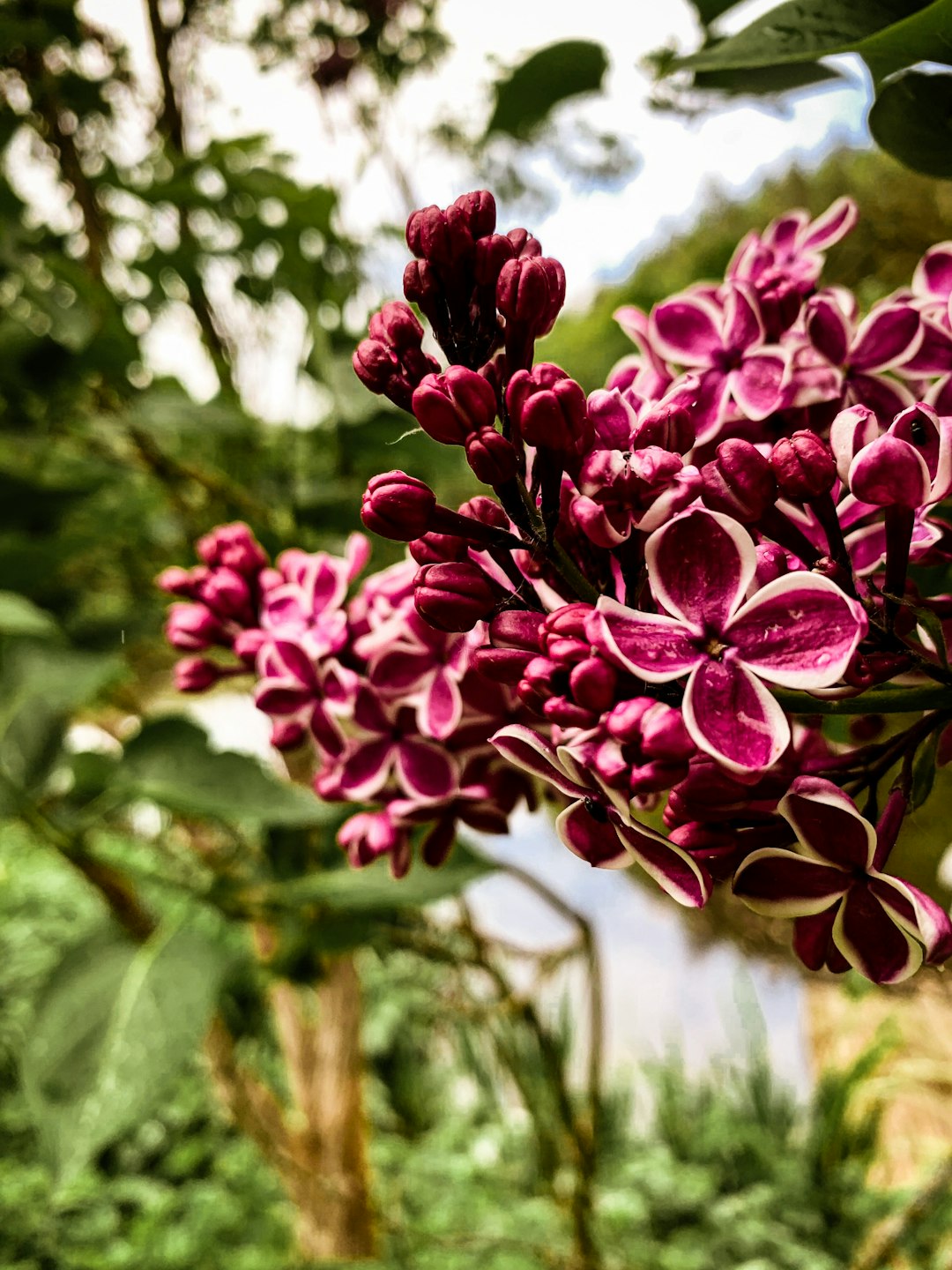 closeup photography of purple-petaled flower