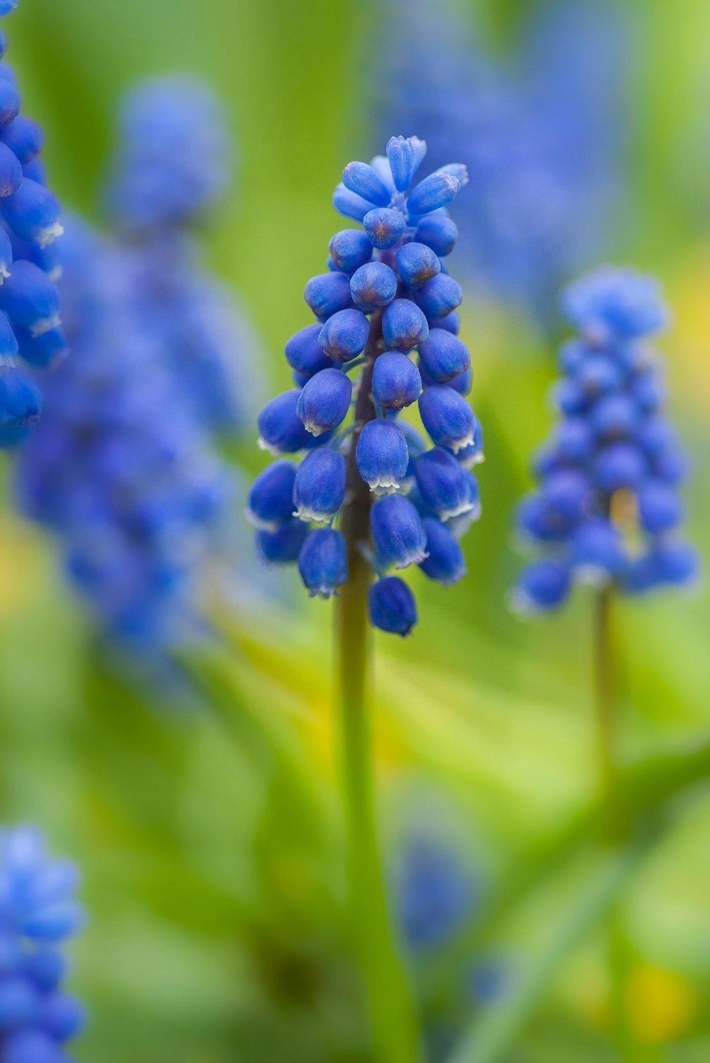 blue flowered plant