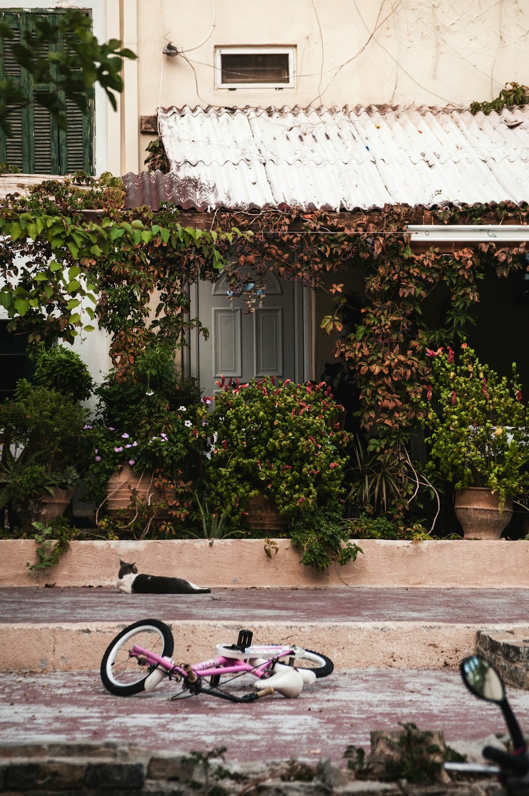 pink bicycle fall down on pavement near tuxedo cat