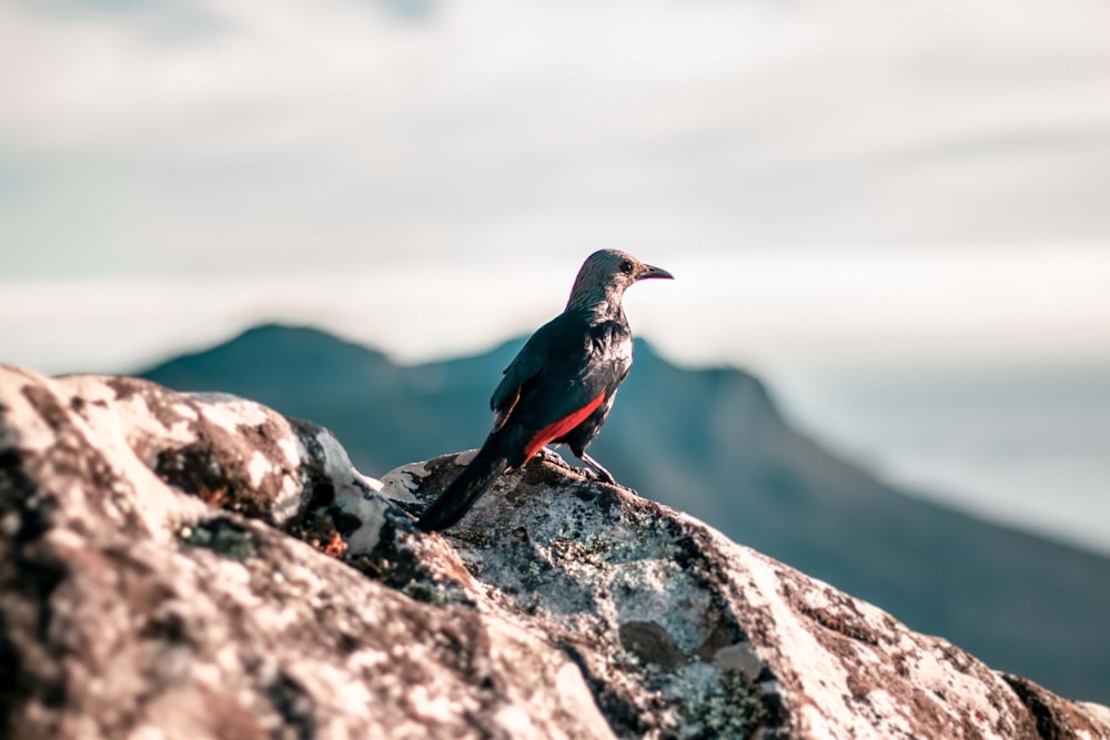 black and red hummingbird