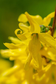 A close-up of a vibrant floral arrangement with soft morning light highlighting delicate petals.