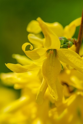 A close-up of a colorful floral photograph in natural light.