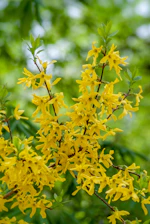 yellow petaled flower