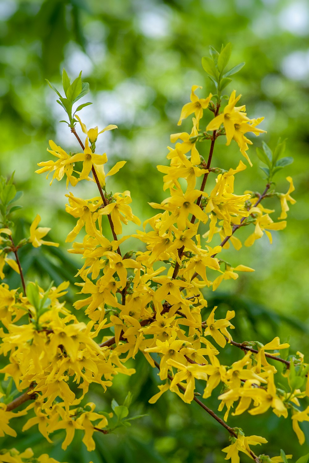 yellow petaled flower