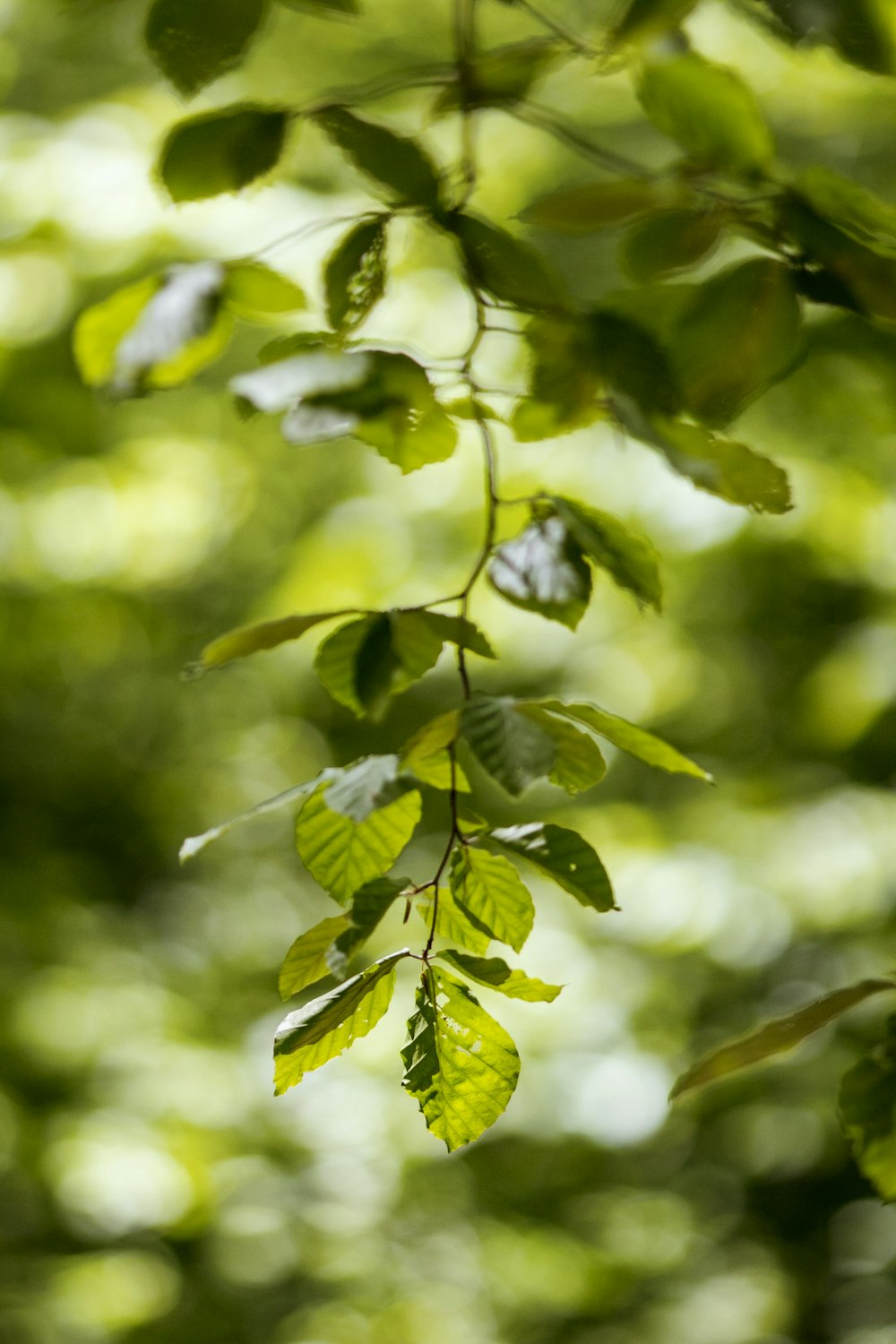 green leafed tree