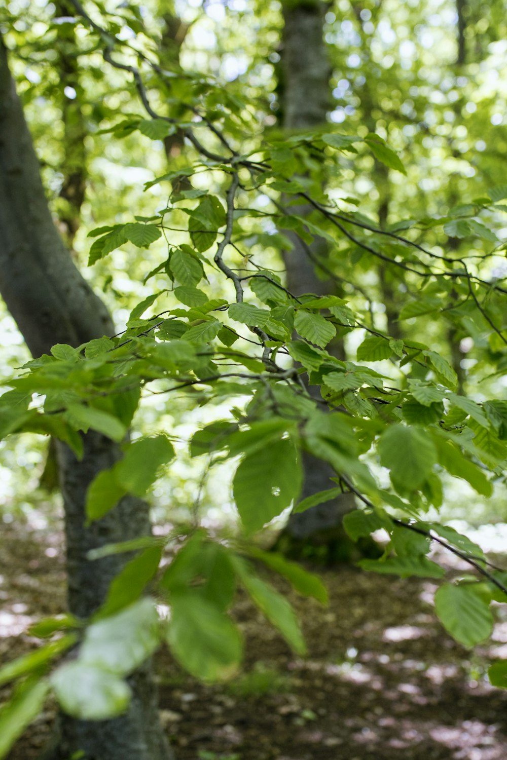 green-leafed tree