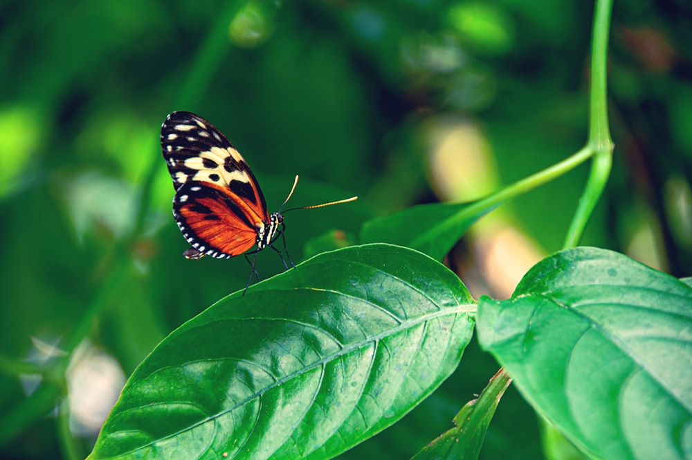 red and black butterfly