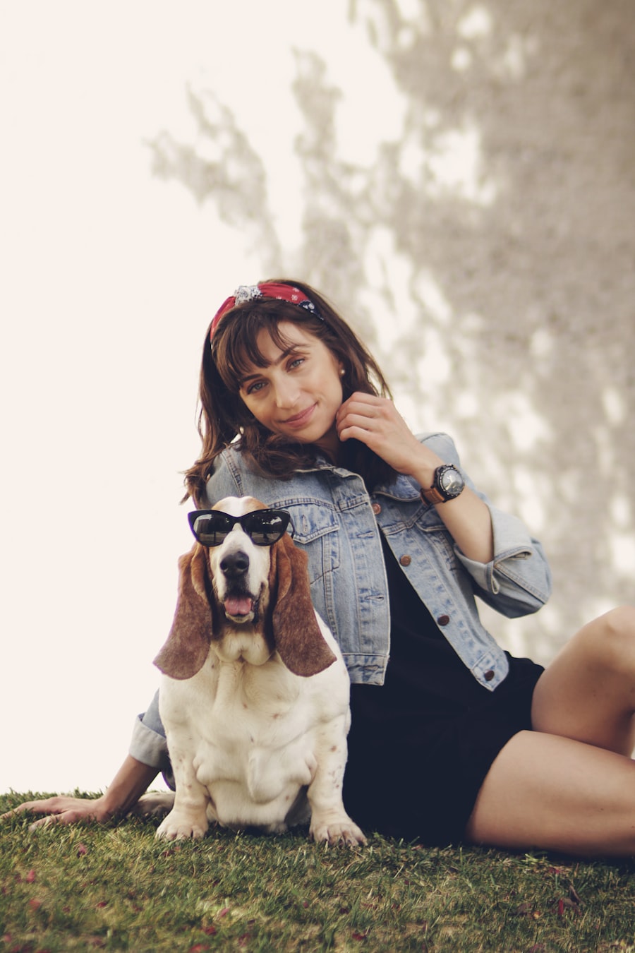 Young Labrador retriever sitting on grass looking alert with ears perked up, appearing rebellious during the teenage phase