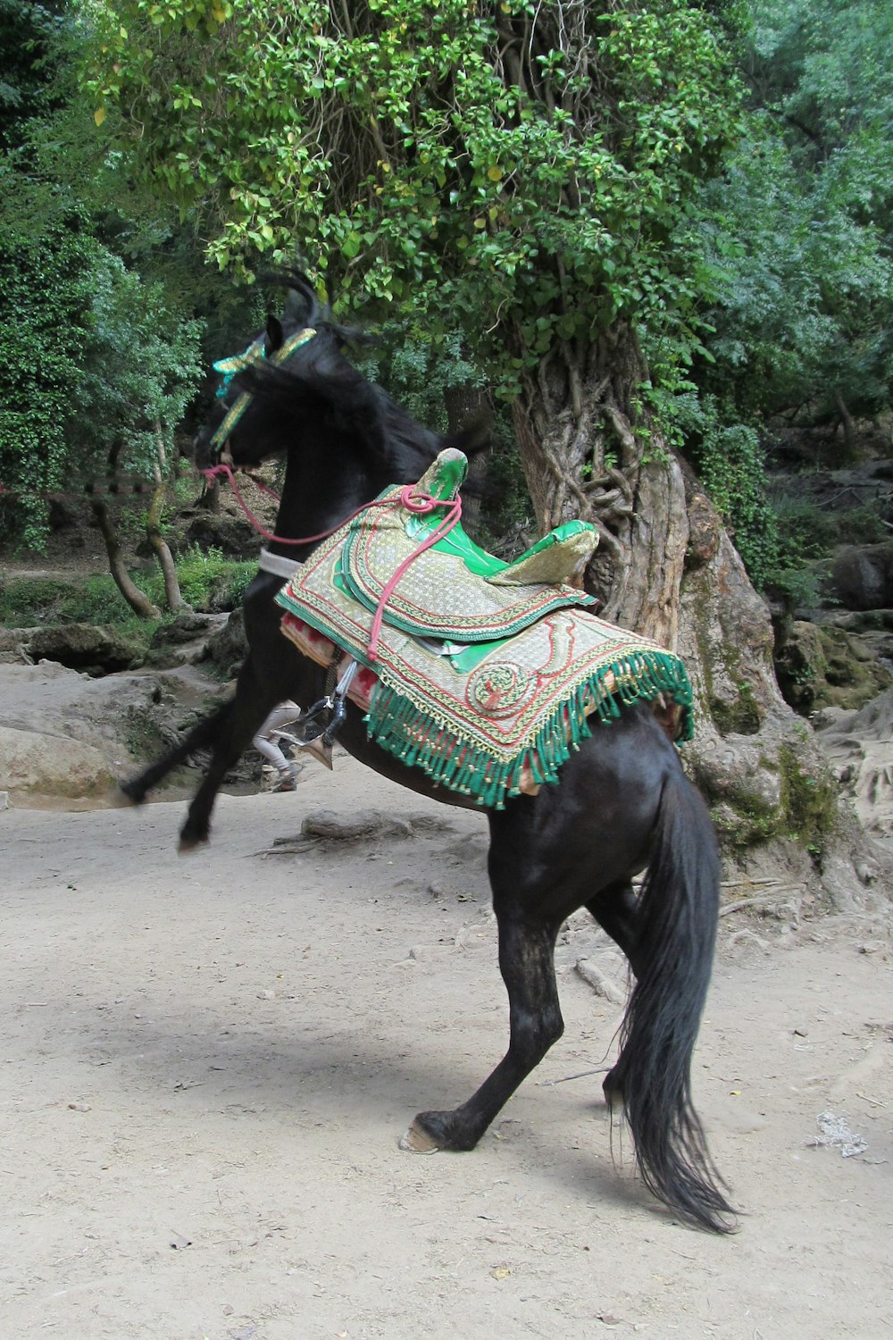 black horse beside tree