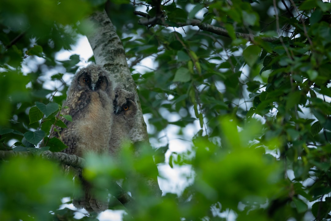 brown owl perched on tree