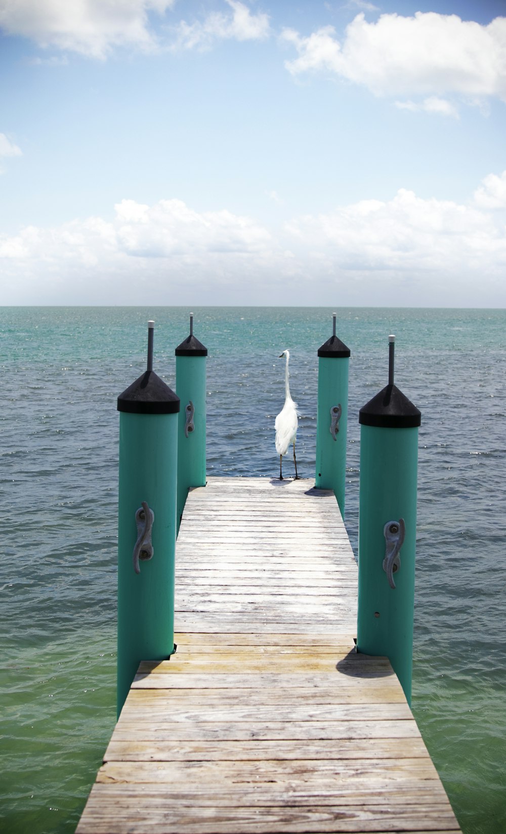 white bird standing on wooden dock during daytime