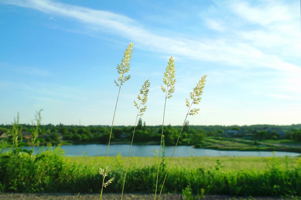 green grass field near body of water