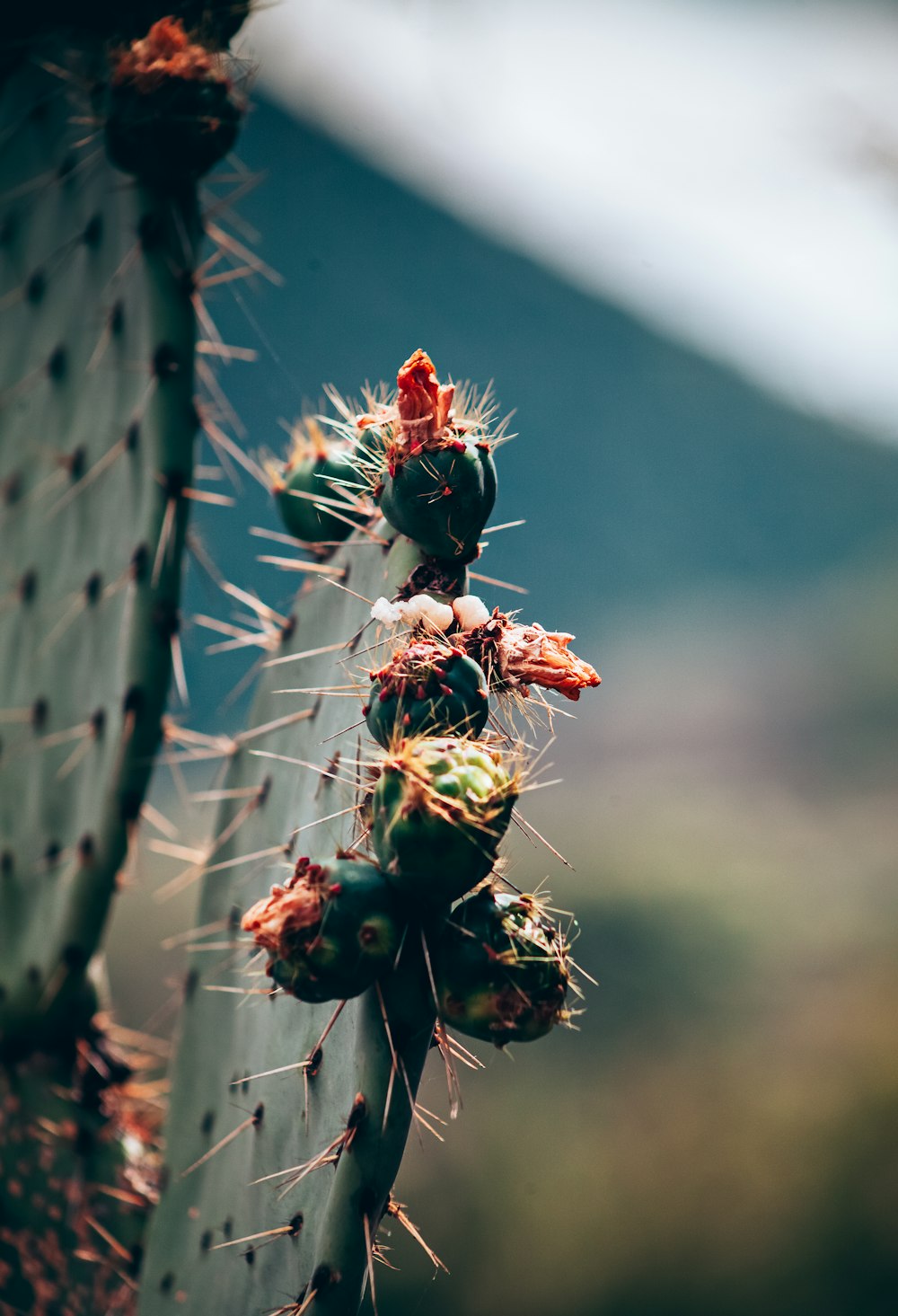 selective focus photography of cactus