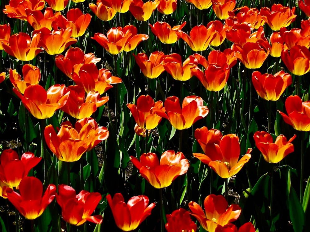 orange and yellow petaled flower field