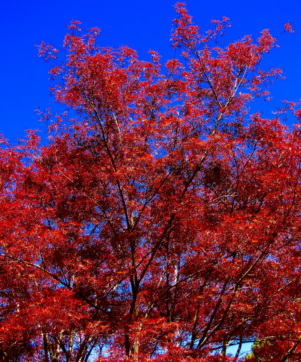 green-leafed tree during daytime