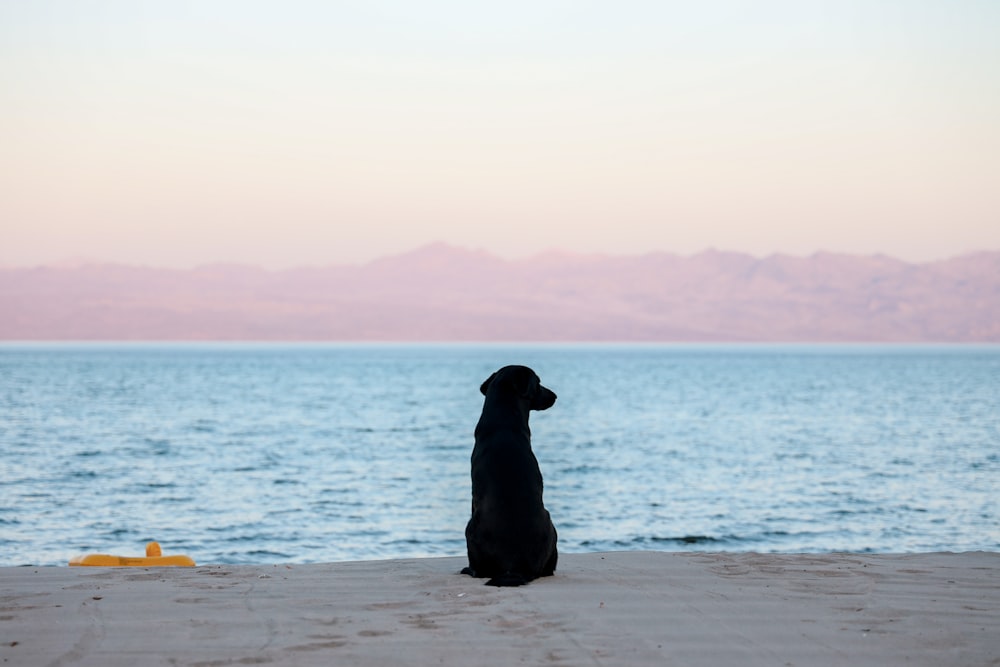 black dog on seashore looking at ocean during daytime