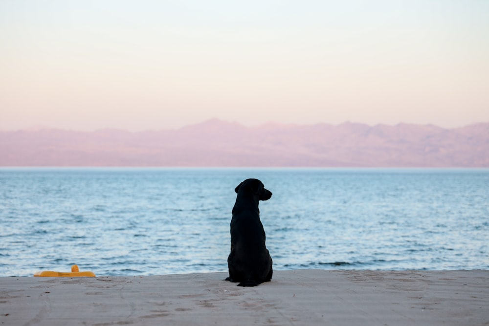 Perro negro en la orilla del mar mirando el océano durante el día