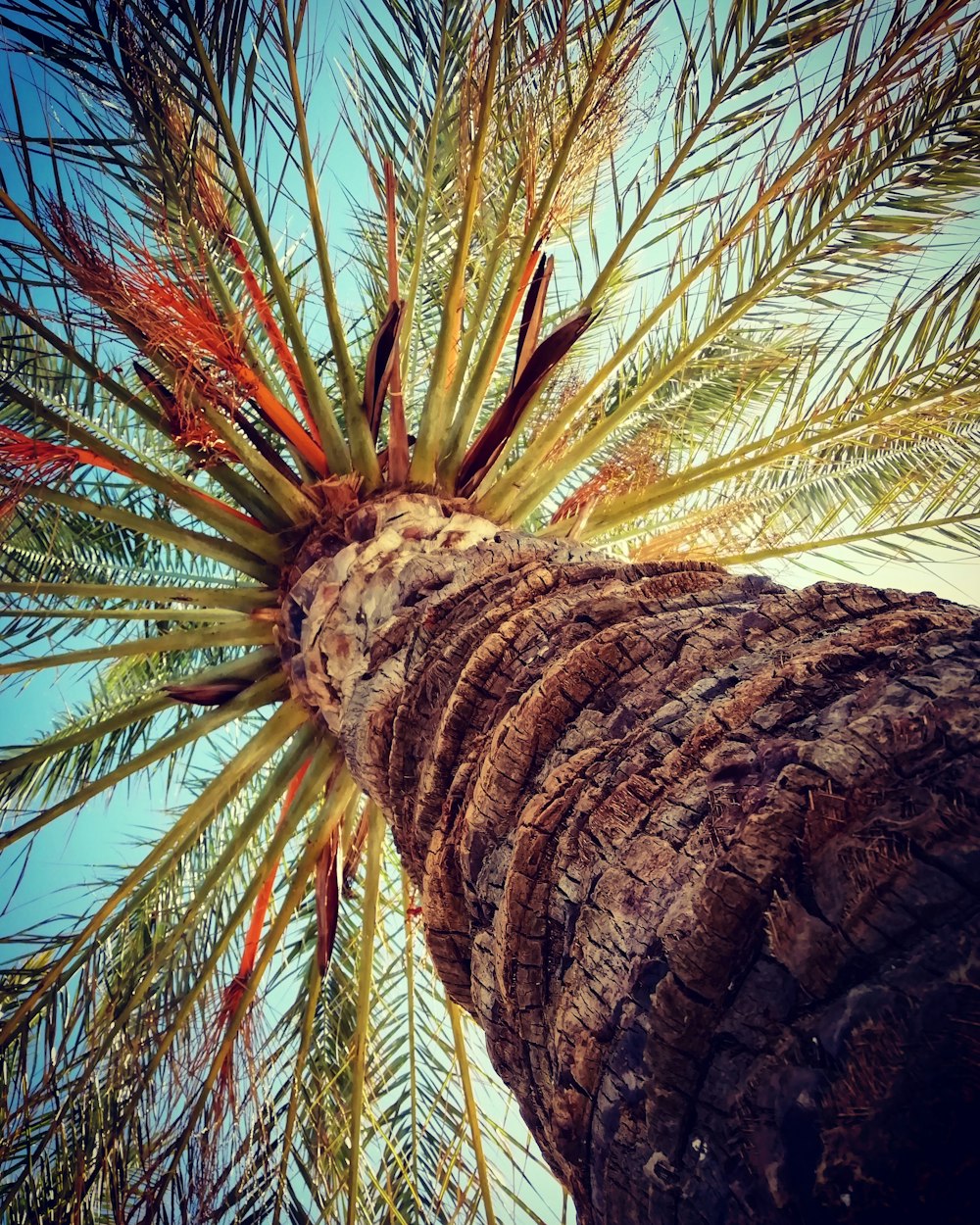 green and brown palm tree