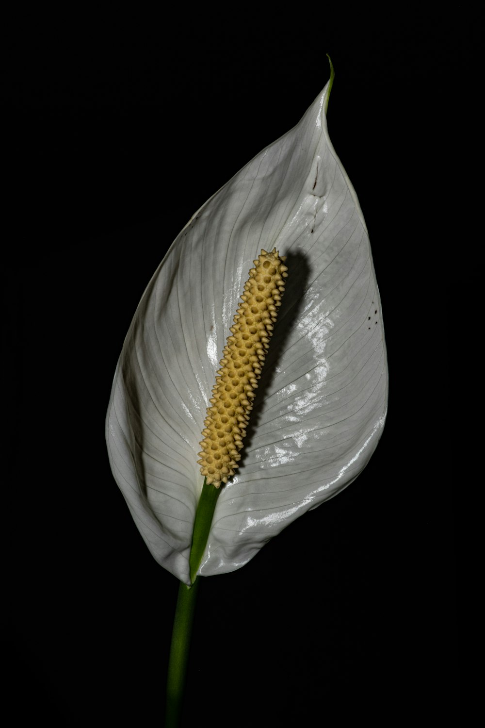 white anthurium fower